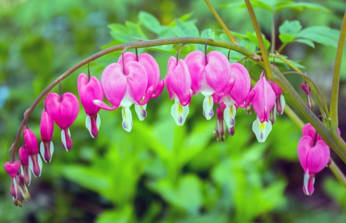 bleeding heart plant care