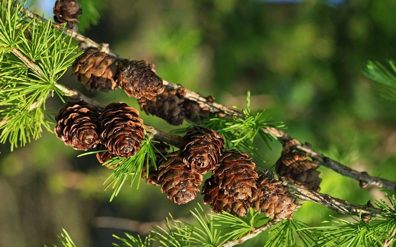 Larix decidua