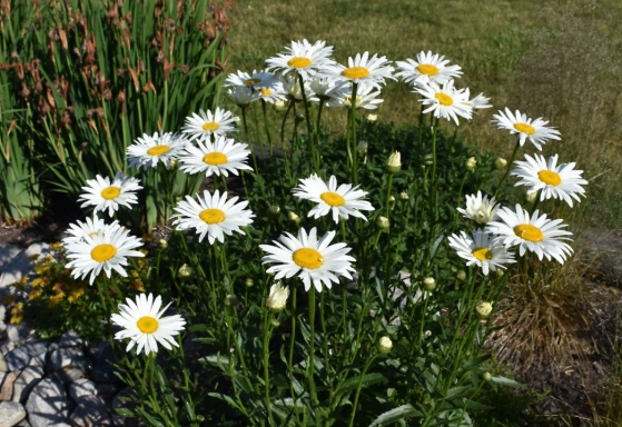 shasta daisy size