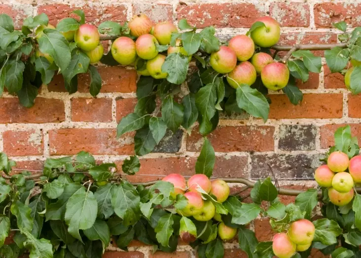 espalier apple varieties