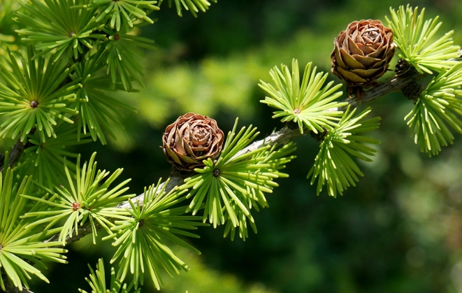 Larch tree