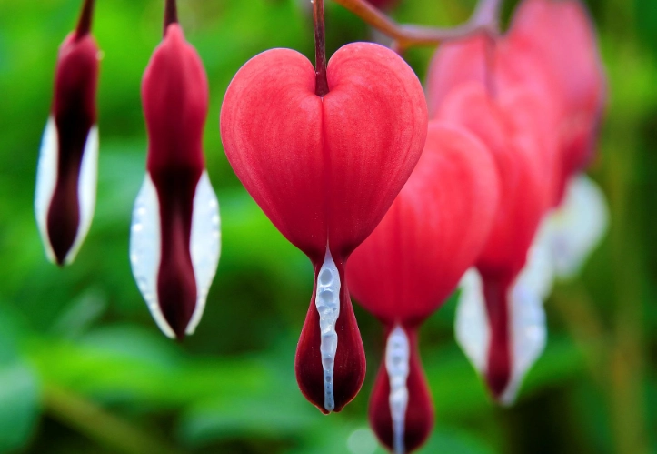 bleeding heart plant care