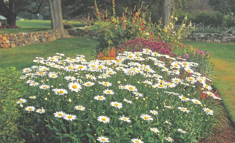 tall perennial flowers