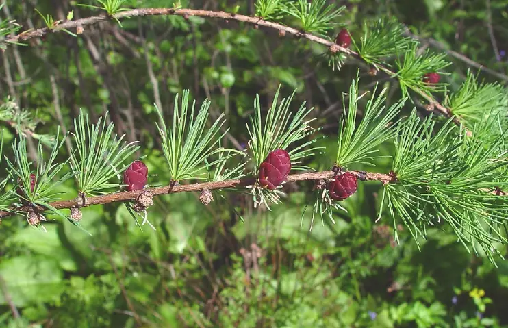 Larix decidua