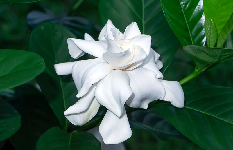 gardenia care