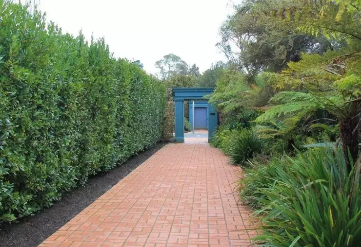 laurel tree problems