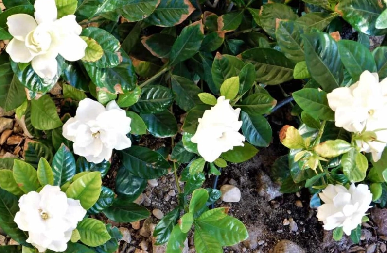 gardenia plant