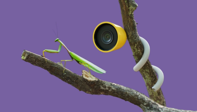 how to watch insects