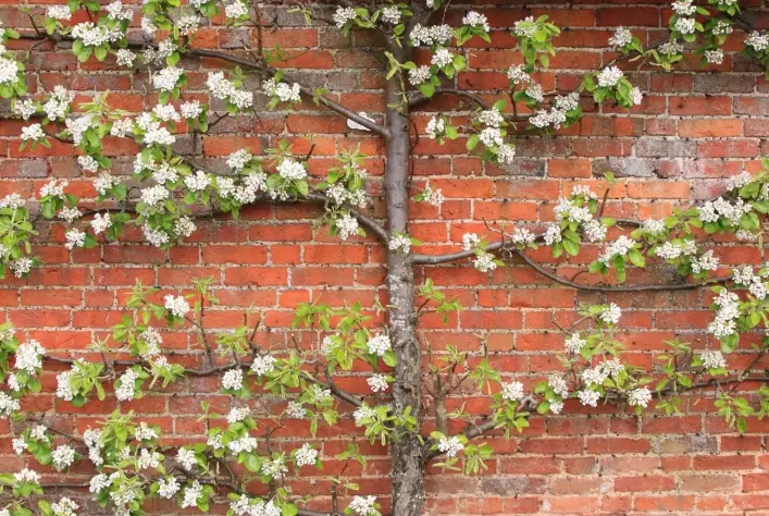 how to espalier a plum tree
