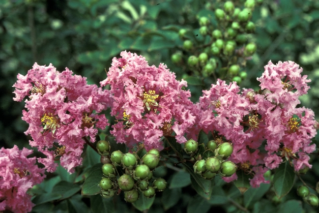 how to plant lagerstroemia