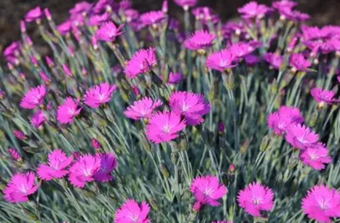 dianthus care