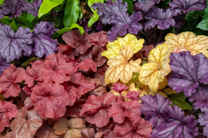 Heuchera plant care