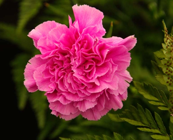 types of carnations