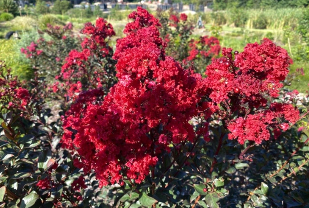 crape myrtle care guide