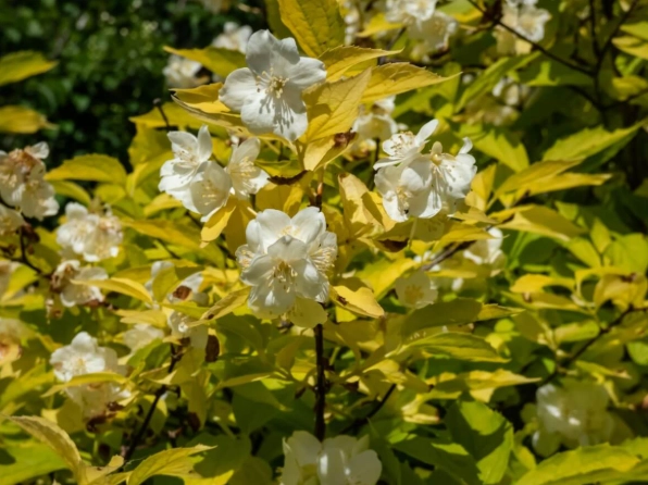 mock orange shrub