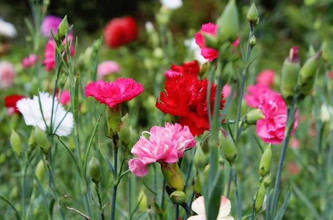 carnation meaning