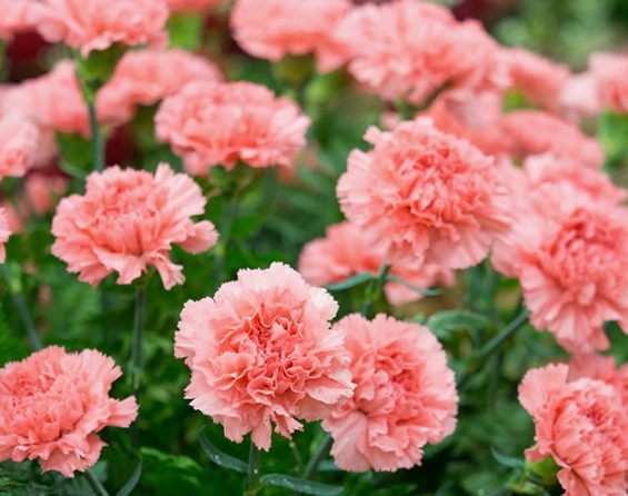 how to care for carnations