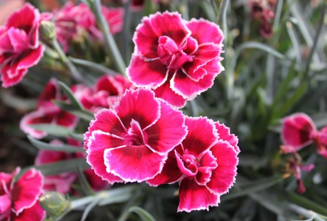 dianthus care