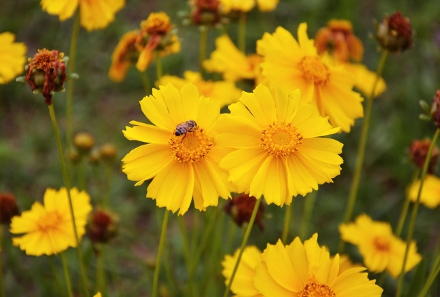 coreopsis perennial