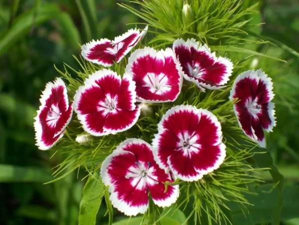 dianthus flowers