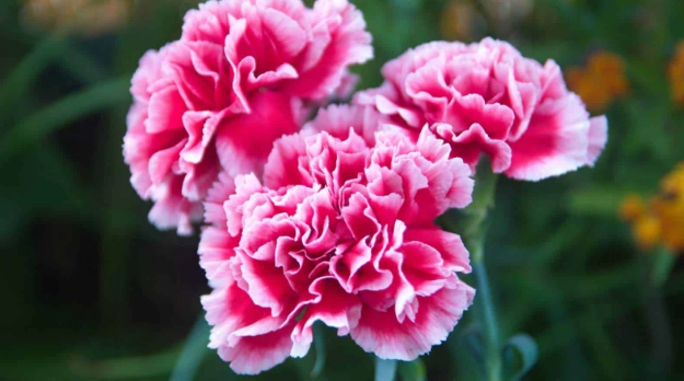 carnation flower meaning