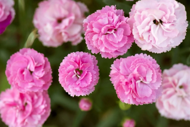 how to care for carnations