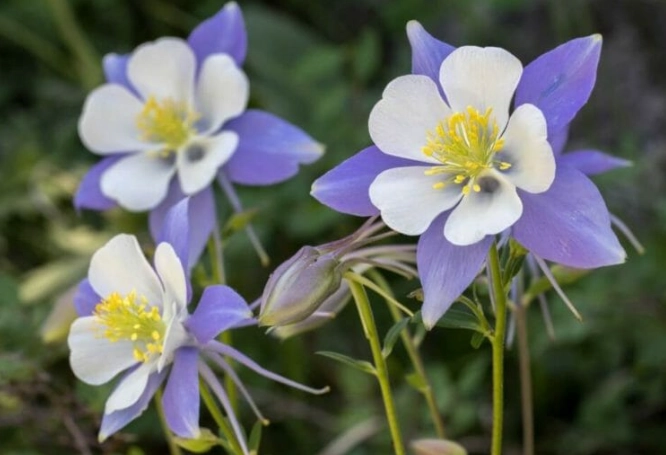 columbine flower care