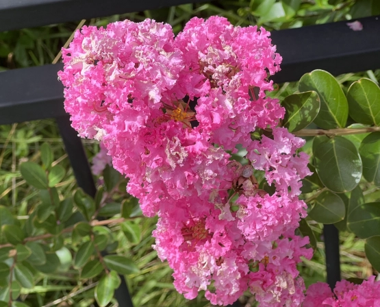 how to plant lagerstroemia