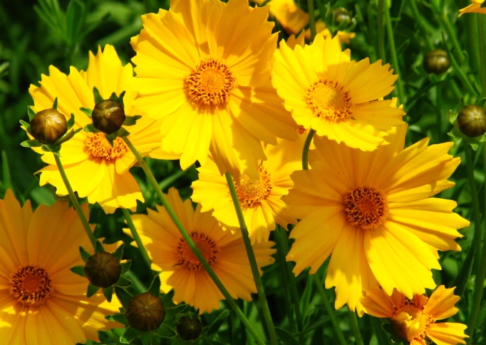 drought tolerant flowers