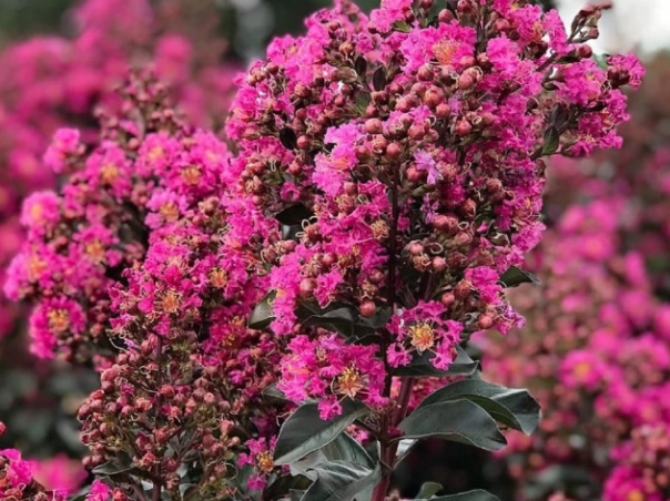 crape myrtle care guide