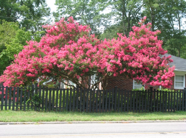 crape myrtle care guide