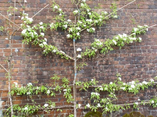 plum tree espalier