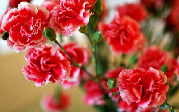 carnation flower meaning