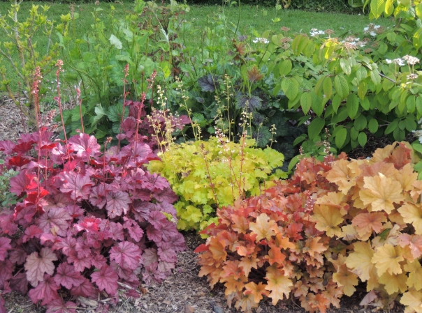 Coral Bells varieties