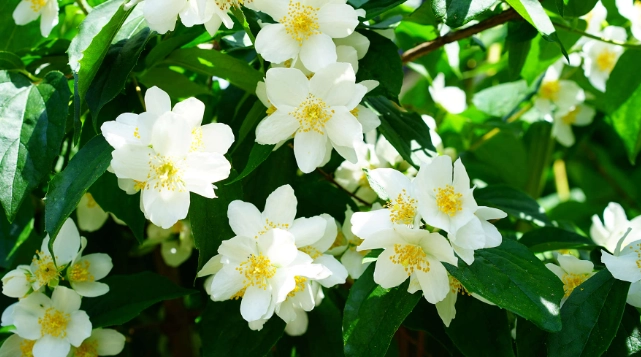 philadelphus care