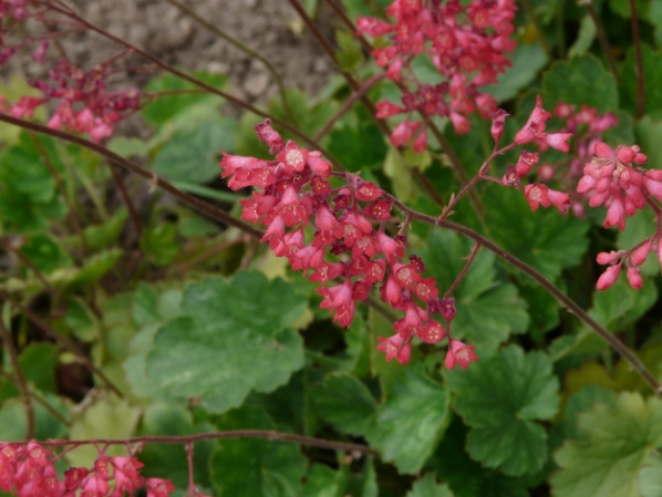 Coral Bells varieties
