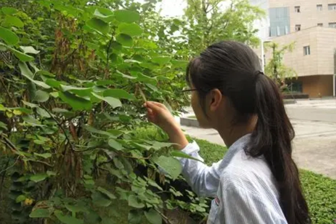 plant growth monitoring