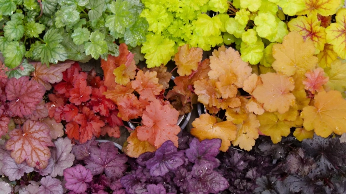 Heuchera plant care