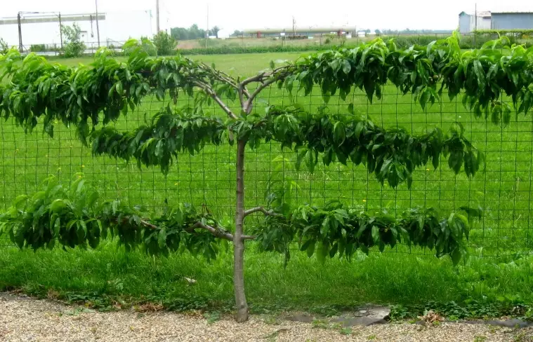 how to espalier a plum tree