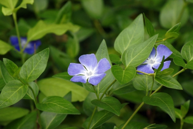 periwinkle plant care