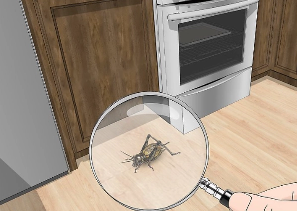 how to watch insects