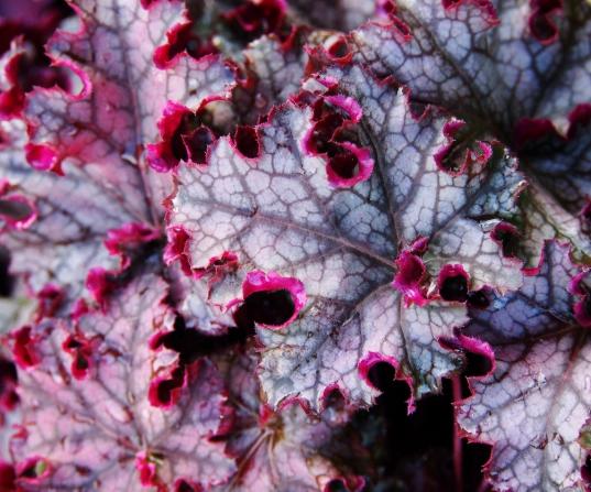 Heuchera plant care