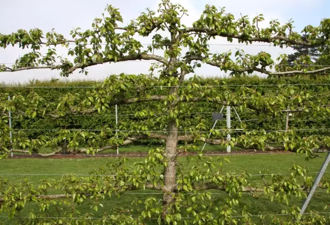 how to espalier a plum tree