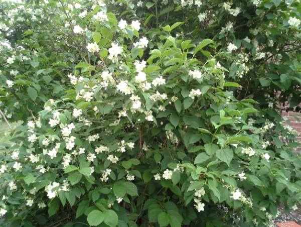 philadelphus care