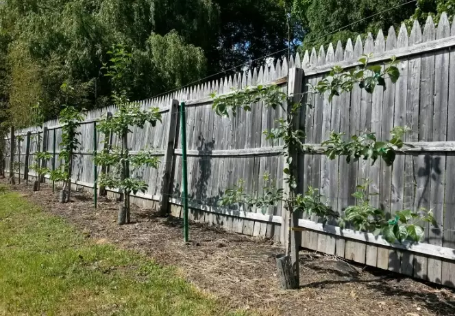 plum tree espalier
