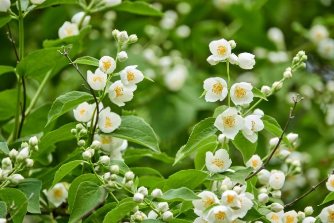 mock orange shrub