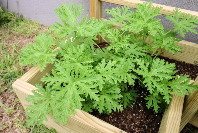 citronella plant care