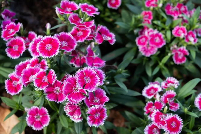 carnation flower care