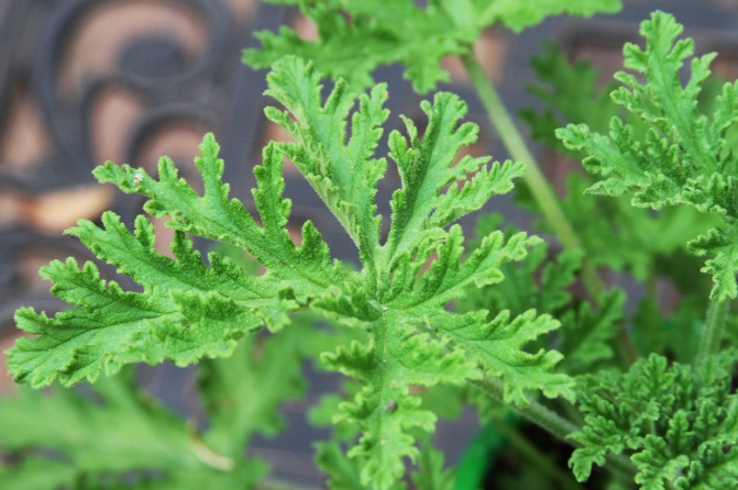 citronella plant mosquito repellent