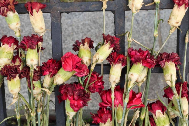 types of carnation flowers